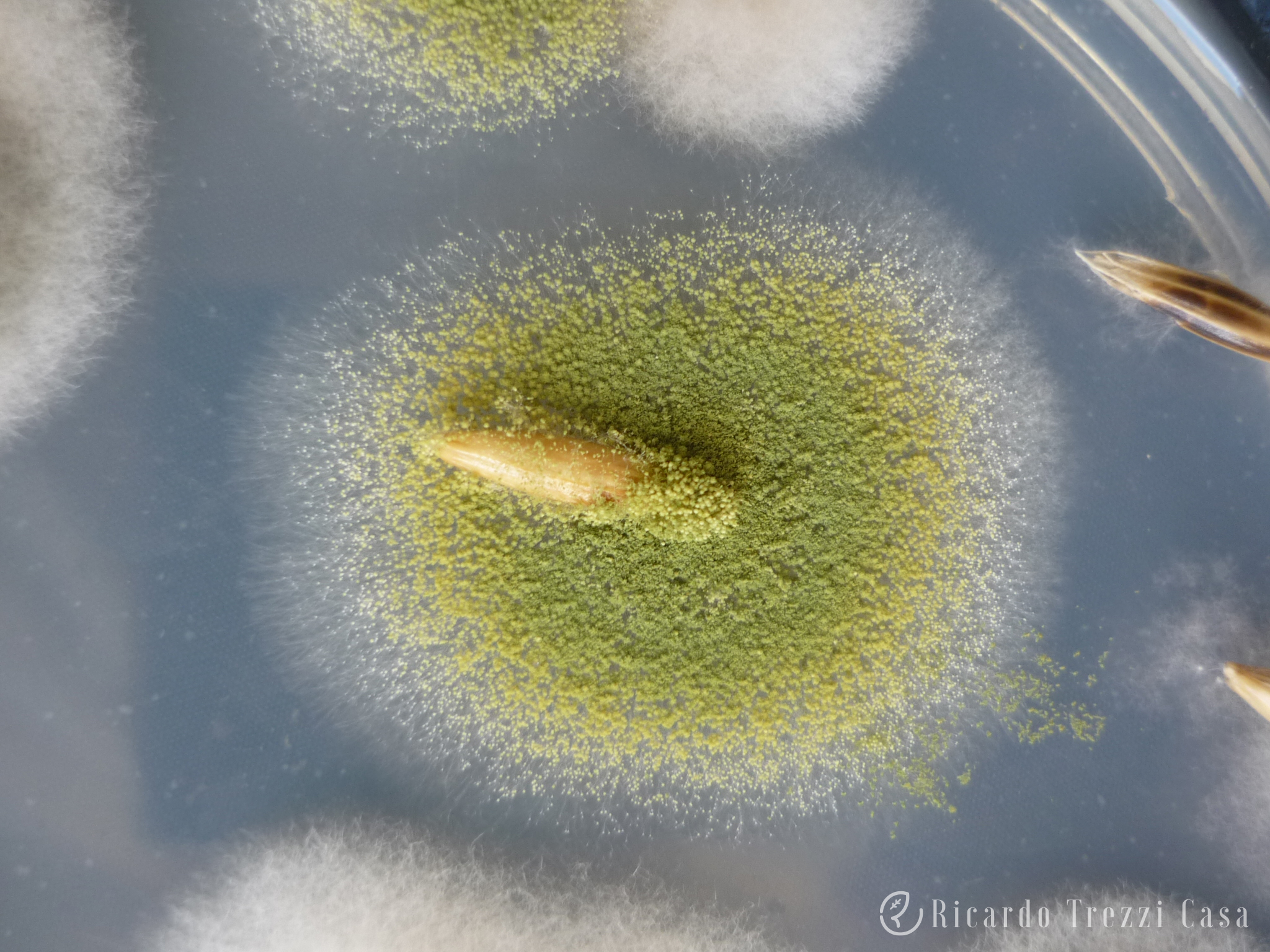 Aspergillus flavus